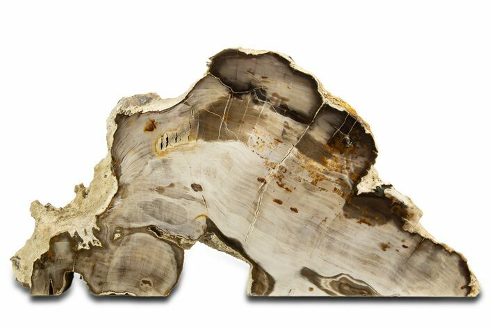 Polished Petrified Wood (Cypress) Stand-Up - Saddle Mountain, WA #344107